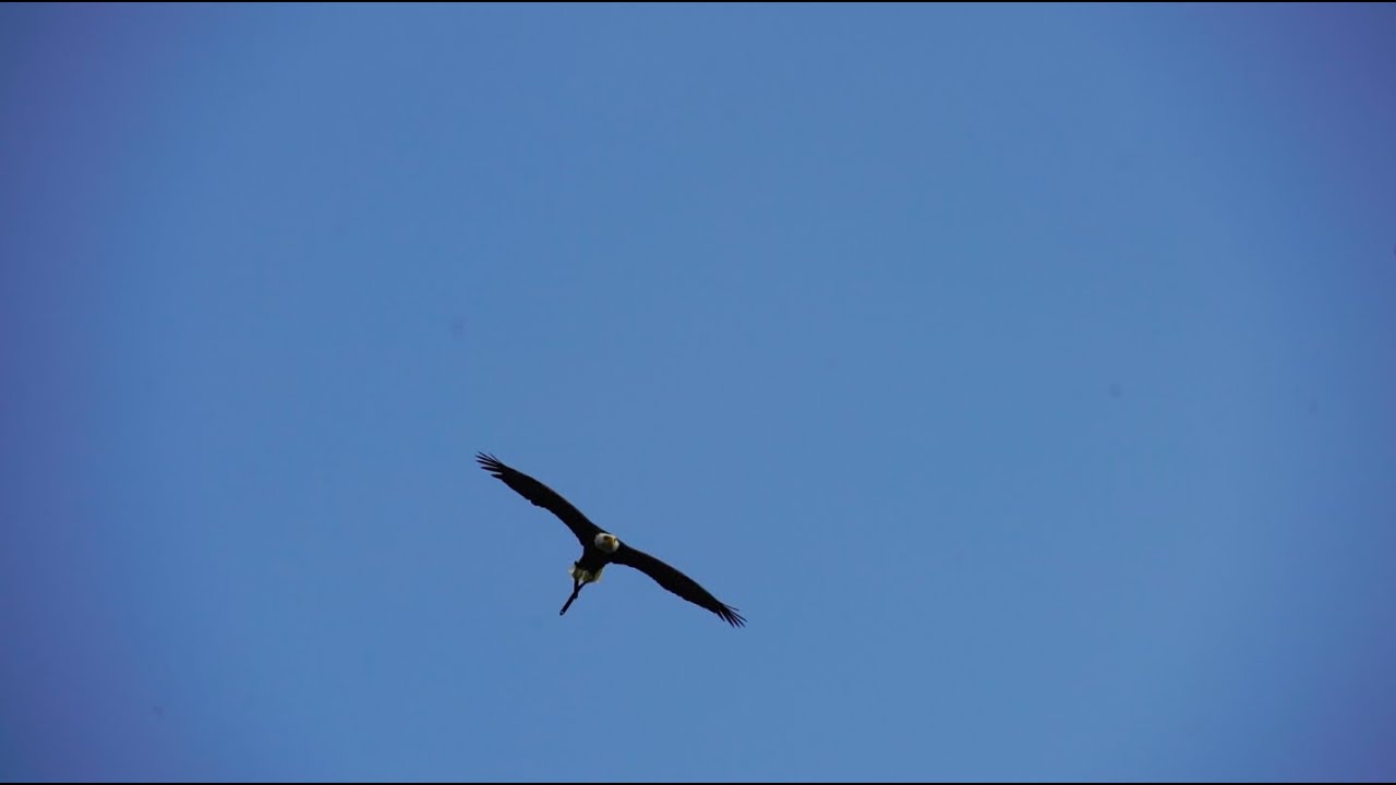 Bald Eagle Soars in Remembrance of 9/11