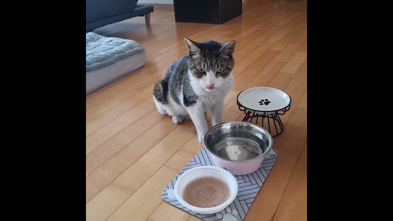 토리 집냥이 적응기😻#고양이#cat#집냥이적응기