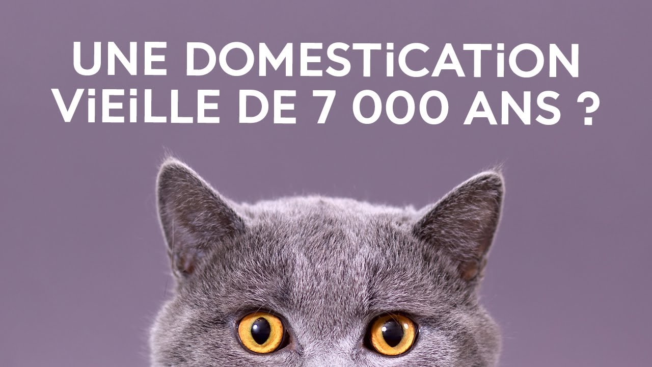 Comment le chat a-t-il &eacute;t&eacute; domestiqu&eacute; ? - La science expliqu&eacute;e aux 8-12 ans