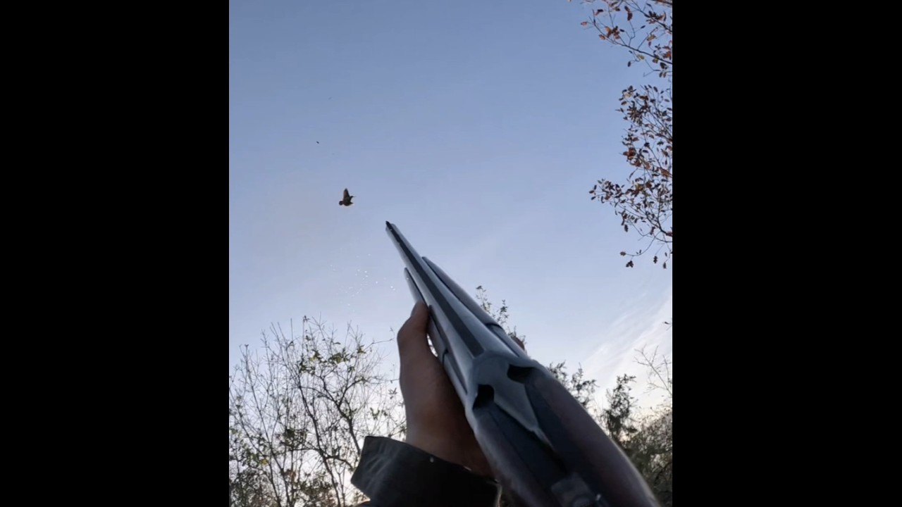 Woodcock Hunting Missed Shot 😱 #woodcockhunting #woodcock #setter #&ccedil;ulluk #&ccedil;ullukavı