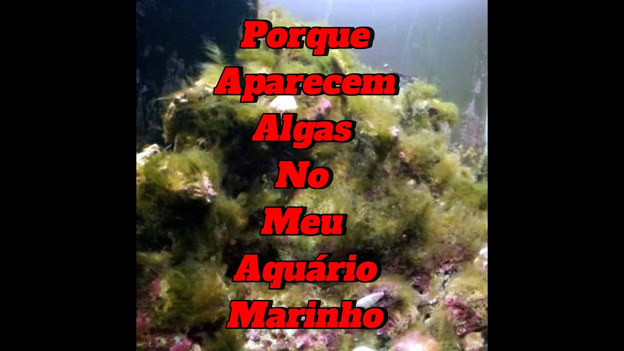 Como aparecem as algas no aquário marinho