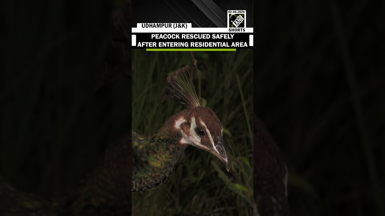 WATCH: Wildlife department rescues Peacock straying into Udhampur residential area