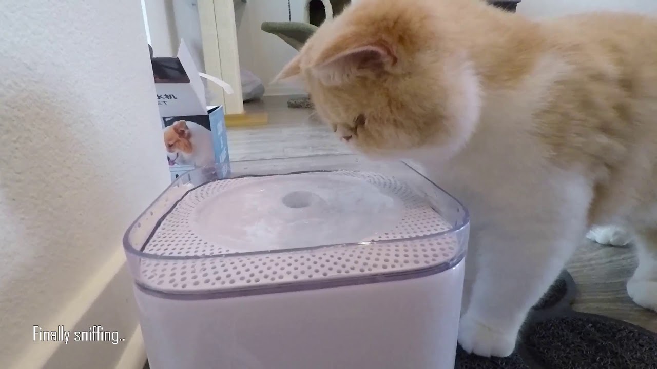 Best looking cat water fountain - PETKIT EVERSWEET