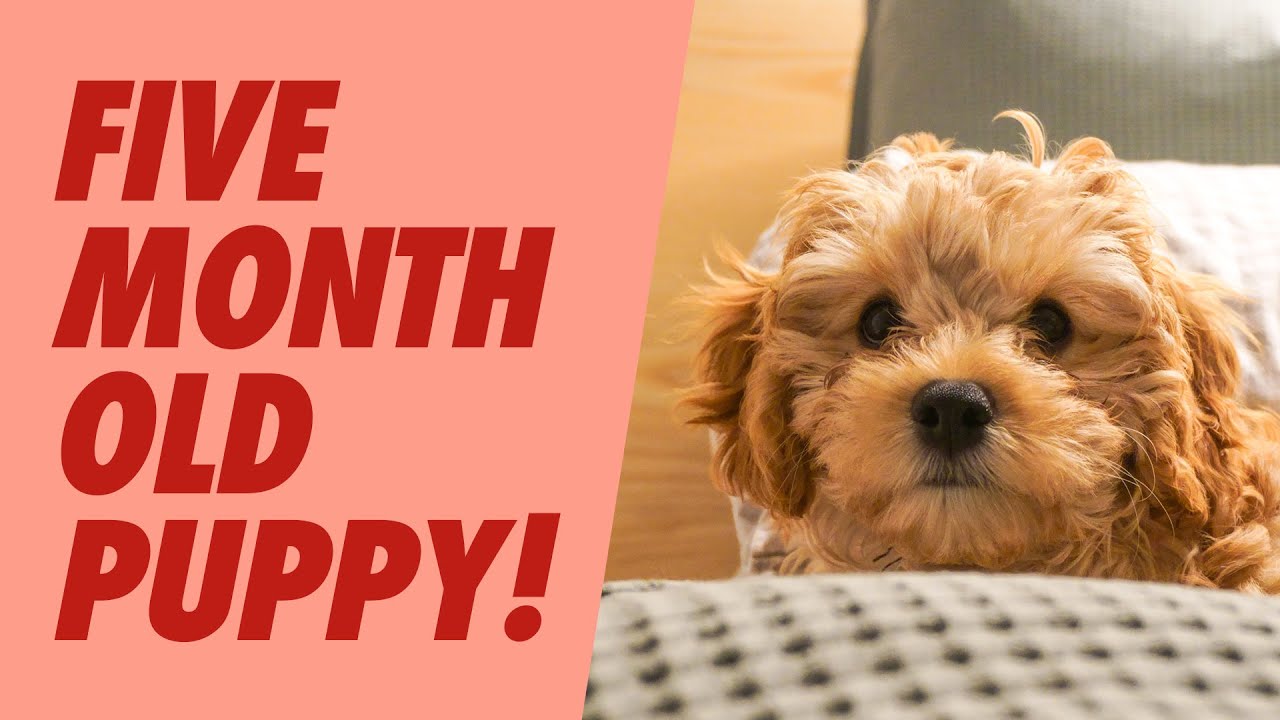 Puppy Update Vlog! (You Won’t Believe How BIG He's Got!) 🐶