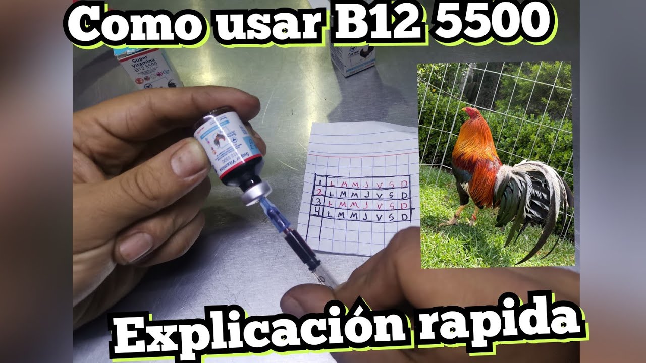 COMO USAR B12 5500 en gallos🐓, dosis y cada que tanto tiempo