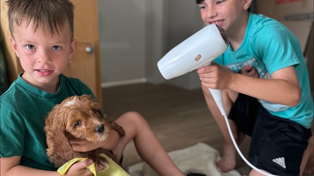 A Moment in the Life at Chilliwack Labradoodles / Bonfire Buddies Puppy Grooming