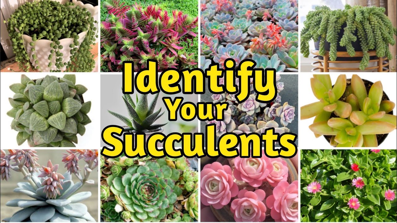 30+ Biginner-Friendly Types of Succulents | Succulents Identification Name & Pictures@ARPAgriArtist