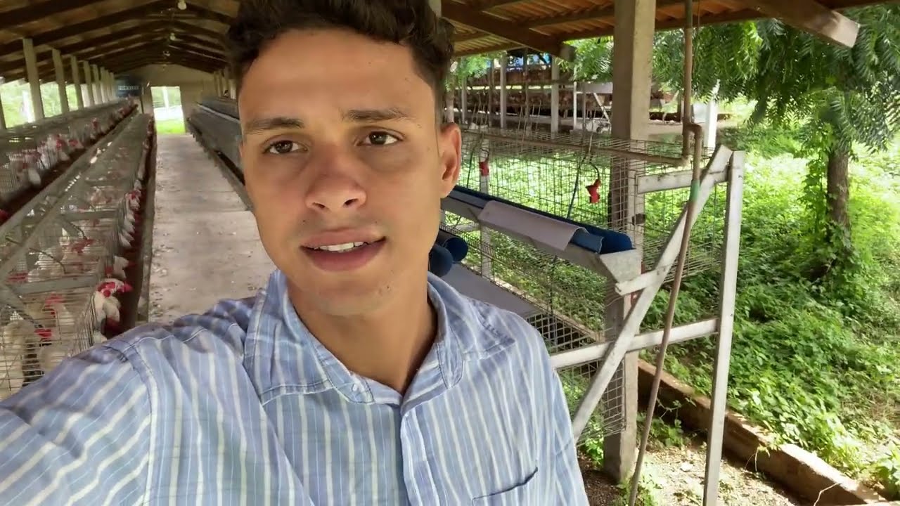 Produção de ovos 🥚