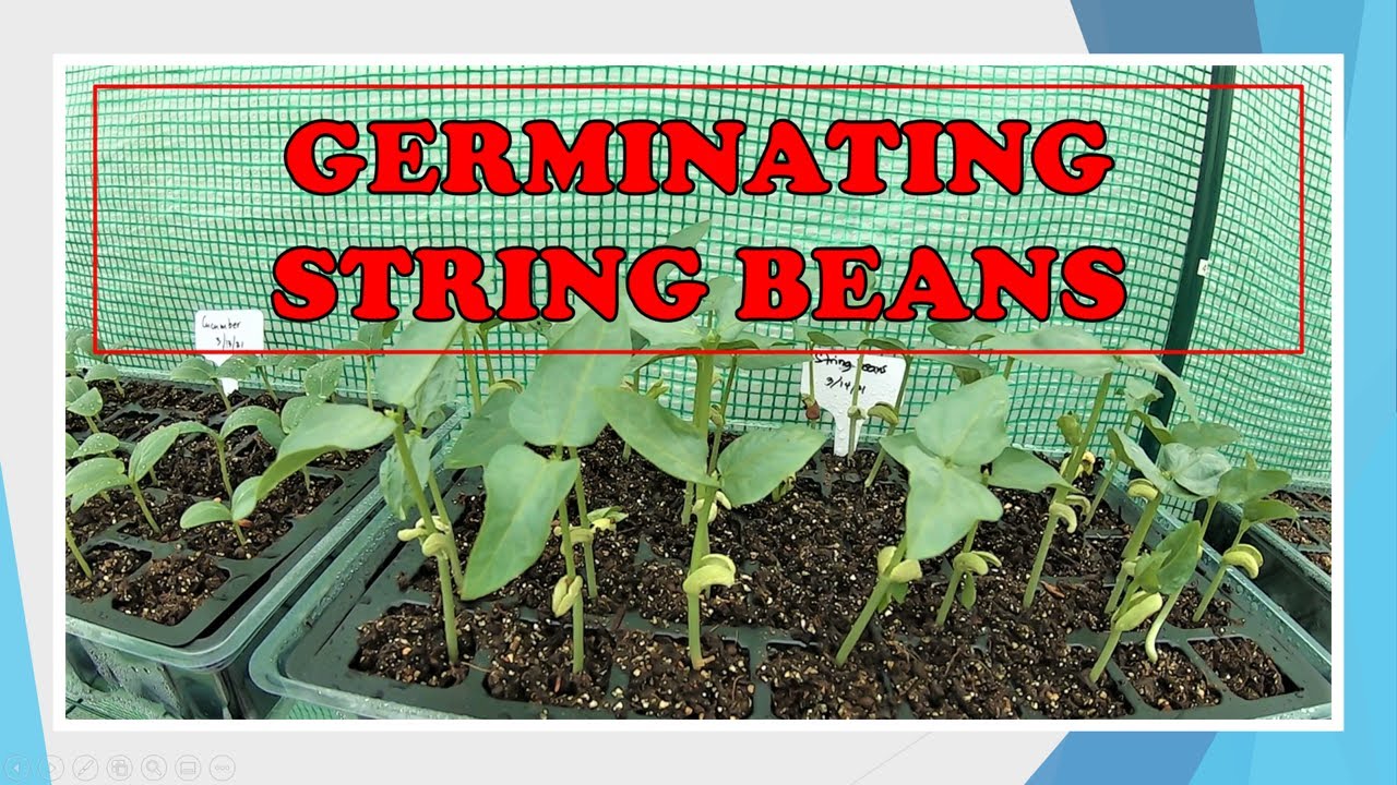 PLANTING STRING BEANS FROM SEEDS | SITAW