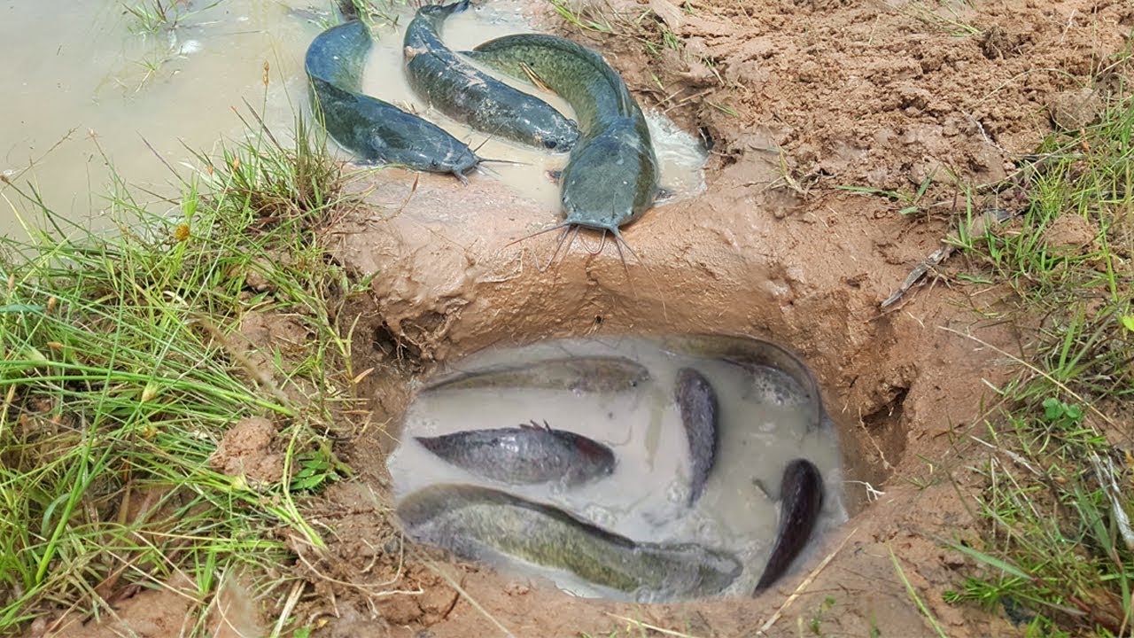 Smart Man Make Hole Fish Trap Using PVC Pipes To Catch A Lot of Fish