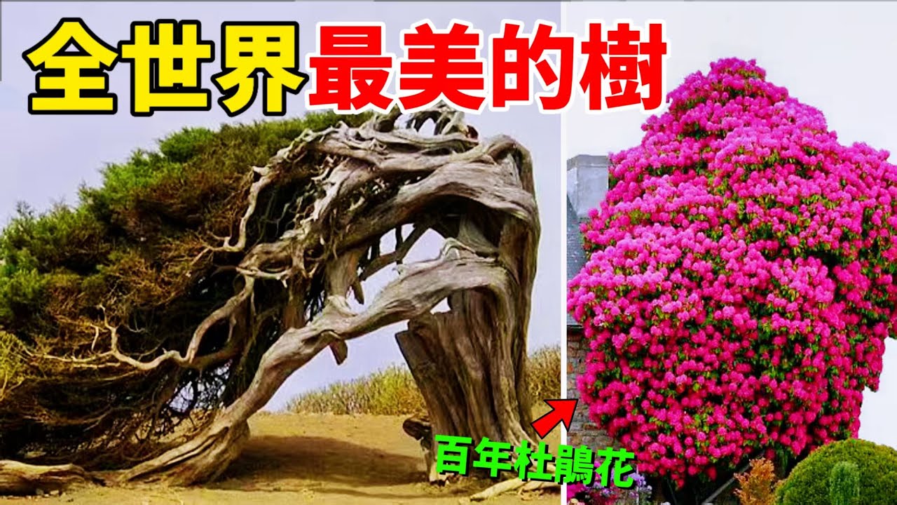 全世界最美的十棵樹，第一名每年收入3億元且有專人保護，最美的紫藤百年杜鹃花以及最孤独的树，树木的美丽让人惊叹#most beautiful tree #最美的树#蓝花楹#最美银杏树#奇趣之最