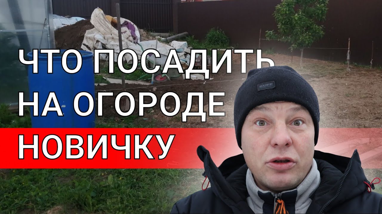 огород первый год, что посадить новичку на огороде