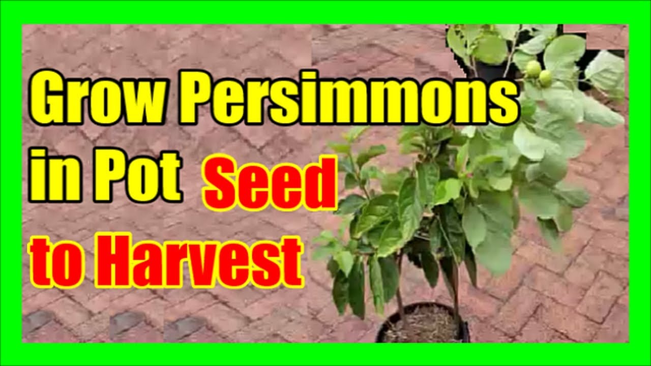 How to Grow Persimmons in Pots | Container Persimmon Tree Care