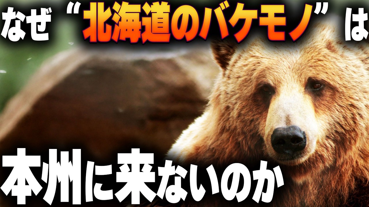 [衝撃]本州にヒグマがいない意外な理由