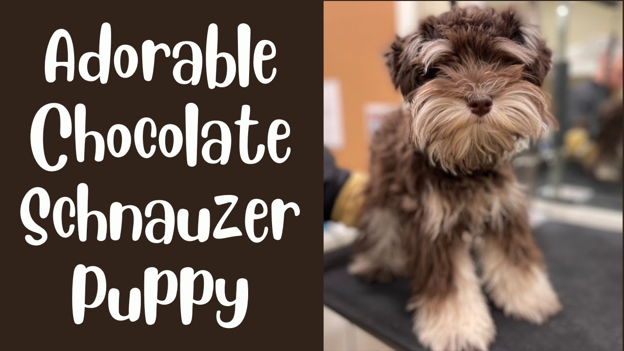 ADORABLE Chocolate Toy Schnauzer BEFORE & AFTER Grooming