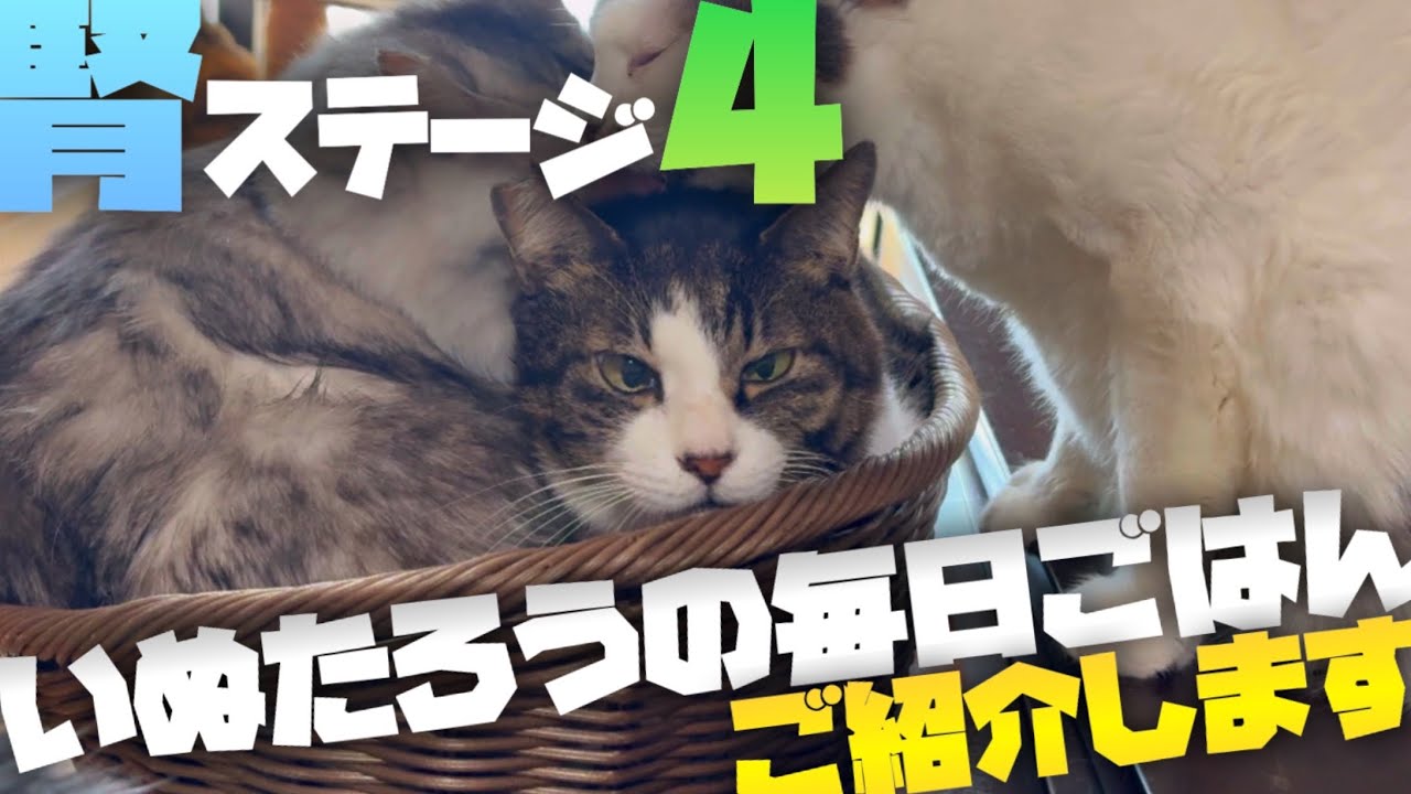 【腎臓病】食欲がない…なかなか食べてくれない…！奮闘する我が家のごはんアレコレをご紹介します！