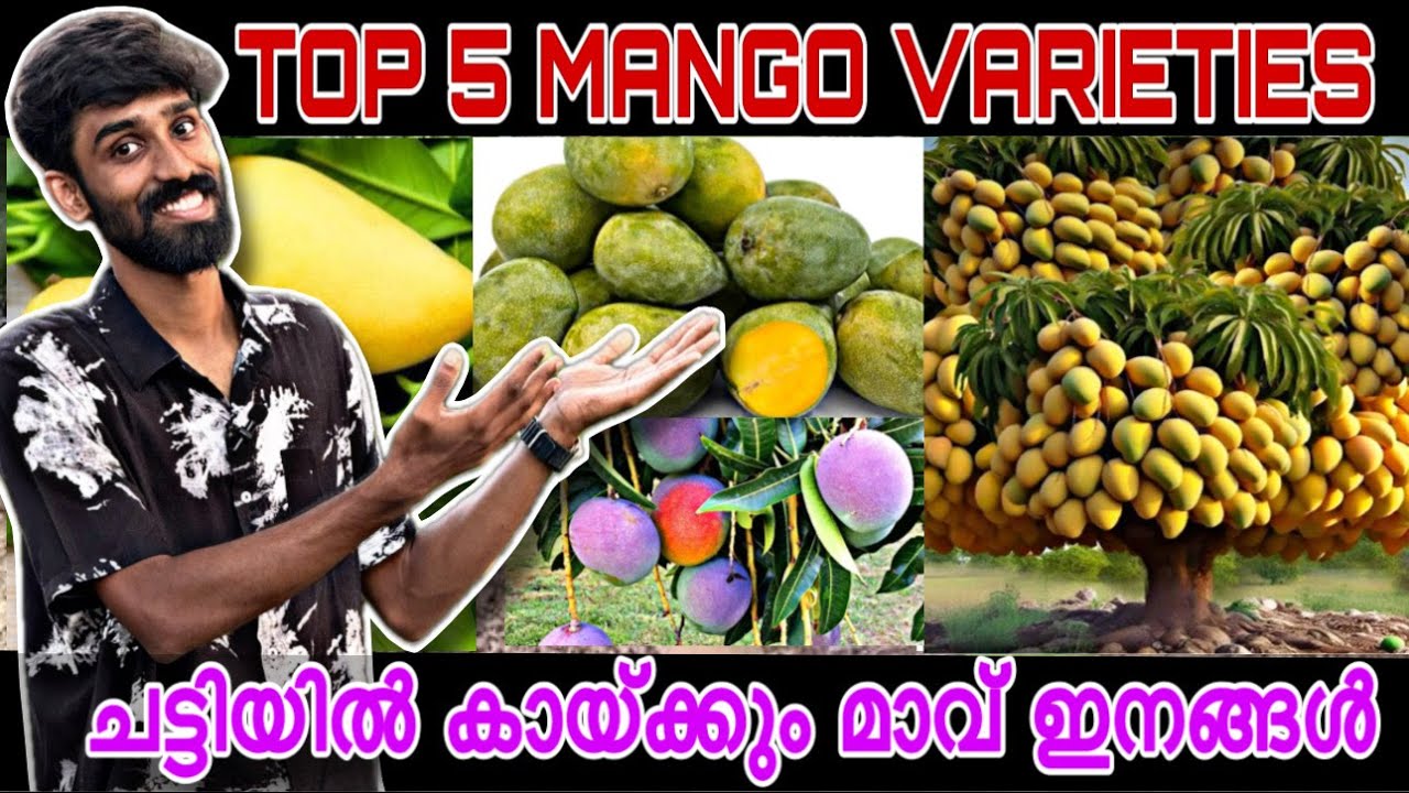 TOP 5 MANGO VARIETIES IN POT | ചട്ടിയിൽ കായ്ക്കും മാവ്‌ ഇനങ്ങൾ | Kerala's best mango varieties