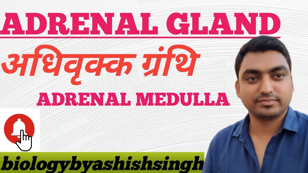 Adrenal gland. Adrenal medulla 