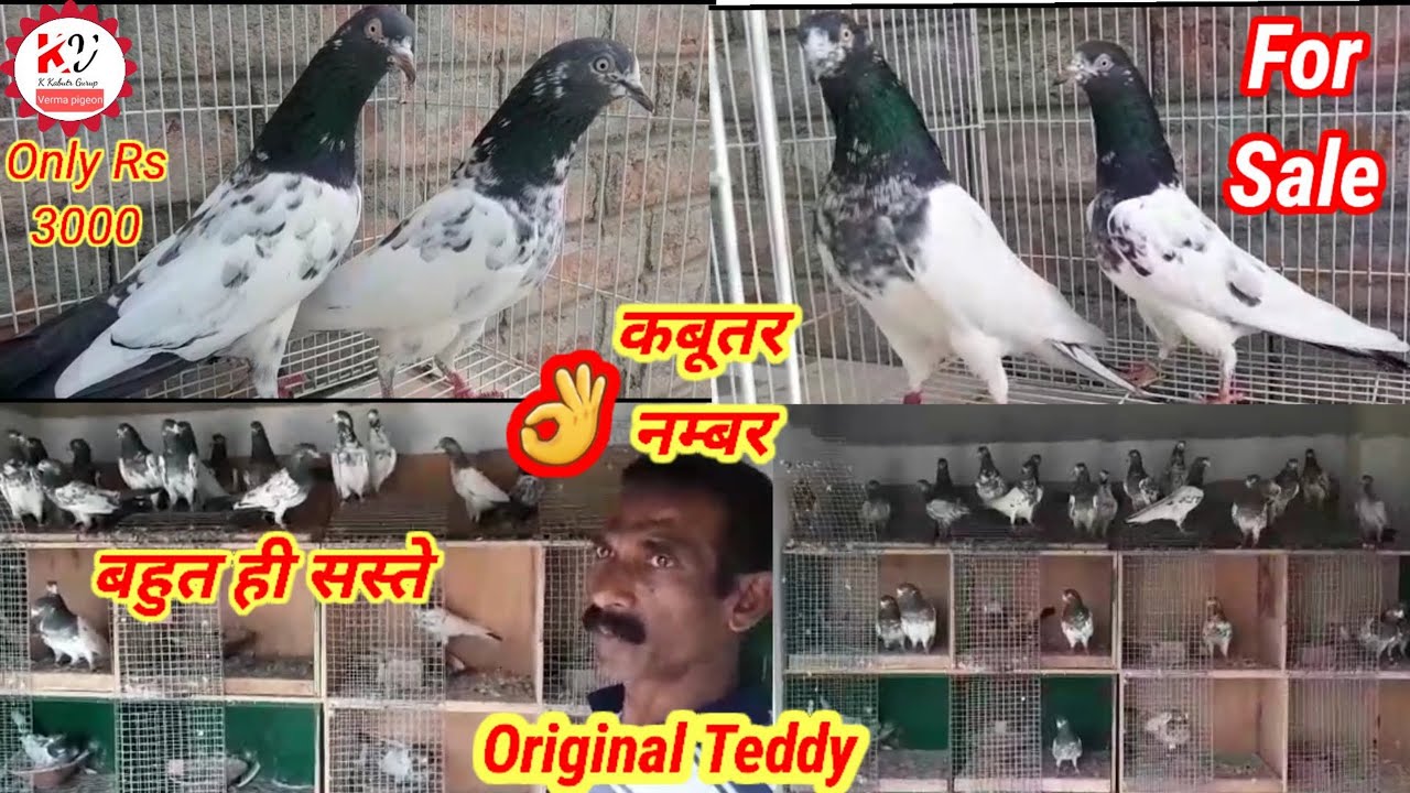 100% Original Teddy Kabootar गुड्डू भाई के कबूतरों की सबसे बेहतरीन नस्ल फुल गारंटी !K Kabutar Group