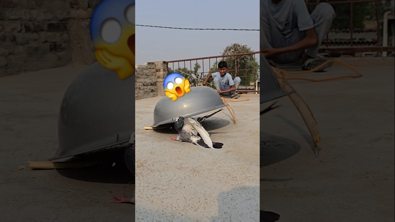 kabutar bhag gya 😭 pigeon viral video #pigeon #kabutar #birds #trending #shortsfeed #shorts