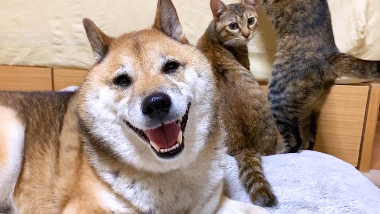 猫の遊ぶ姿を見て突然笑顔スイッチが入る柴犬  Shiba Inu smiling at a cat