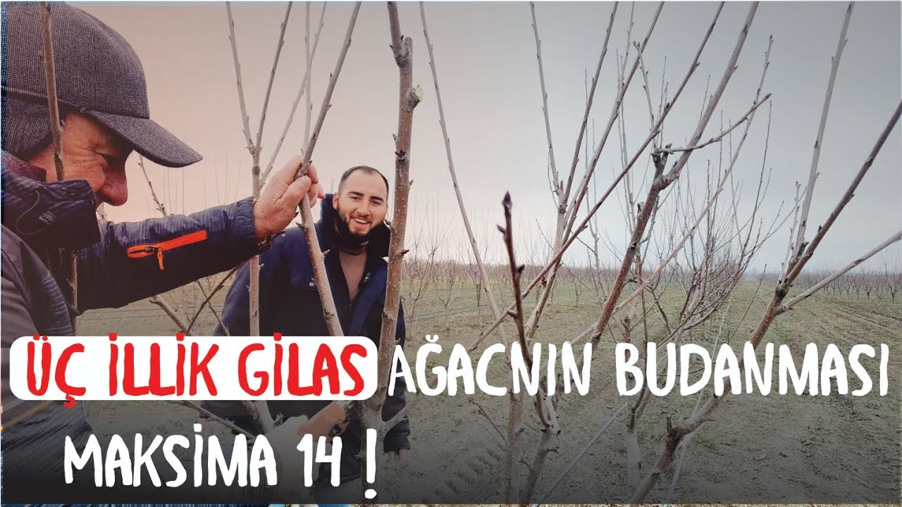 Üç İllik Gilas ( Kiraz) Budaması.  Maksima 14.