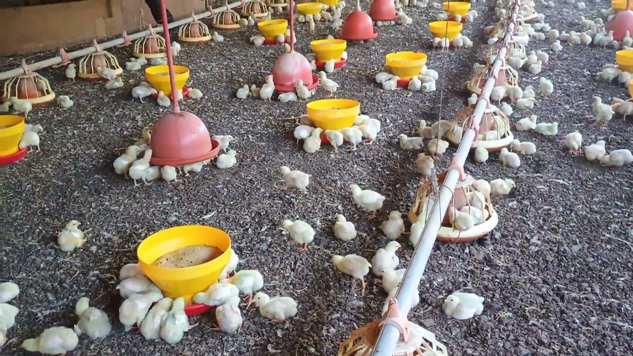 Pintinhos com 7 dias de vida na granja 
