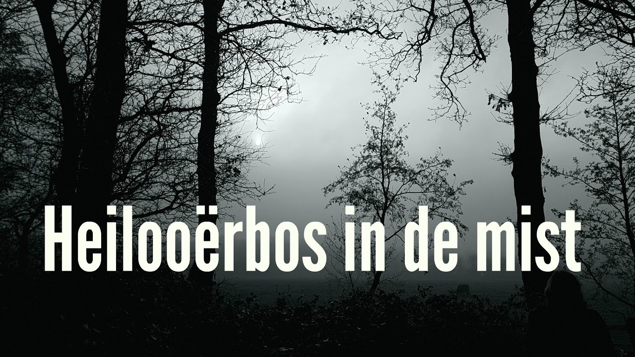 Heiloo&euml;rbos in de mist [Heiloo]