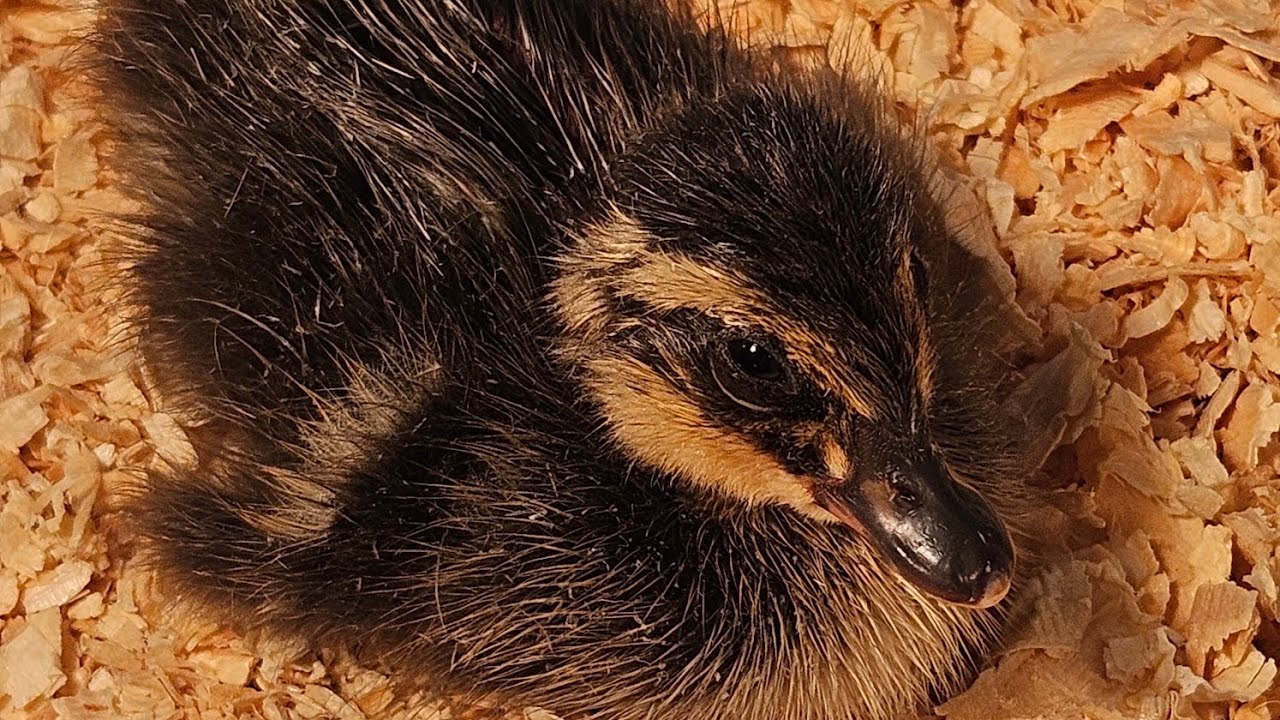 BABY DUCKLINGS HATCHED EARLY! 