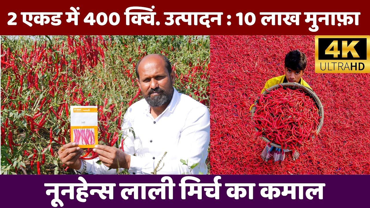 2 एकड नूनहेन्स लाली मिर्च से 10 लाख ₹ मुनाफ़ा,Laali Mirchi,Nunhems Red Chili, Hot Pepper Laali,मिरची