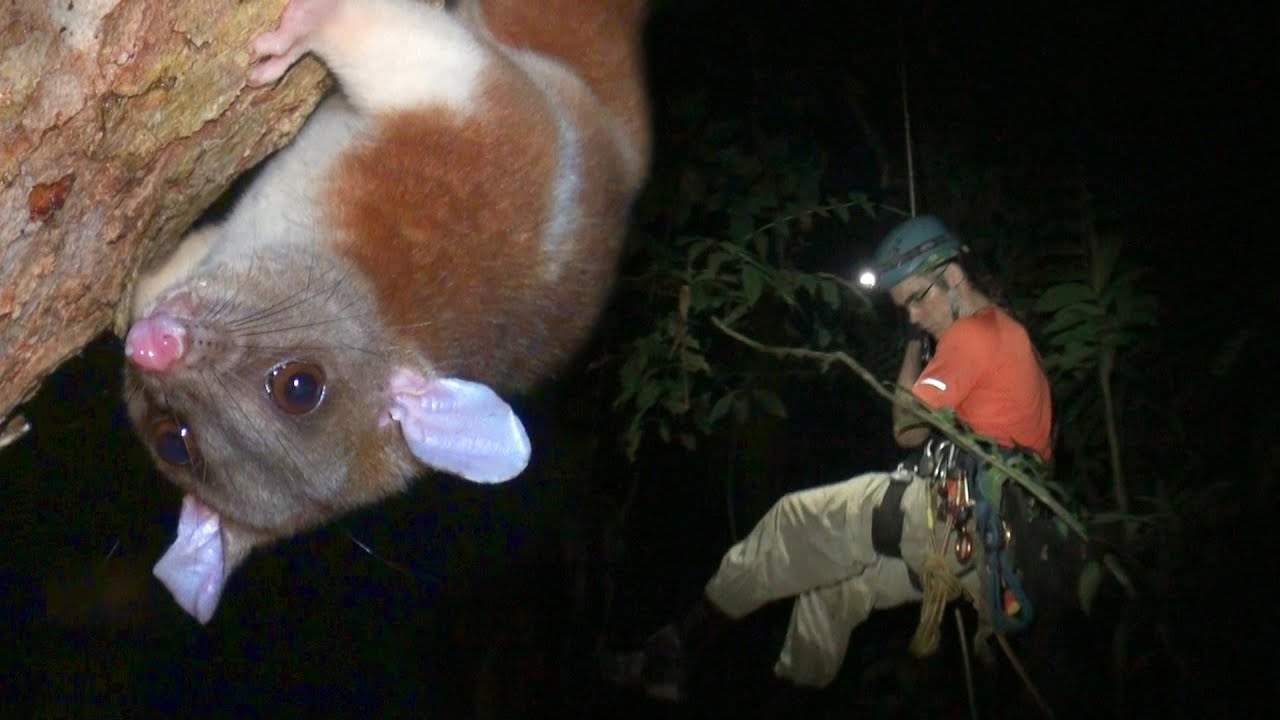 Baumklettern im tropischen Regenwald von Costa Rica, Teil 2: Nacht