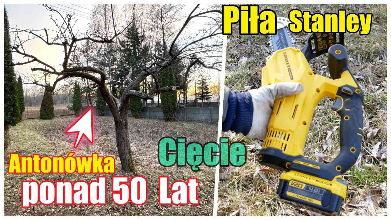 RATUJE starą jabłoń 50 LAT Test Piła łańcuchowa Stanley Fatmax