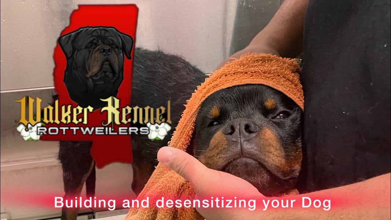 Building a strong & confident Dog  Part 1  #timittor #bigdogs #rottweiler