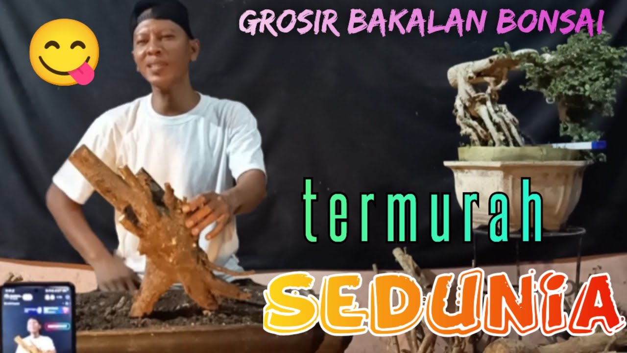 Grosir obral bakalan bonsai super murah terbesar se-Indonesia 
