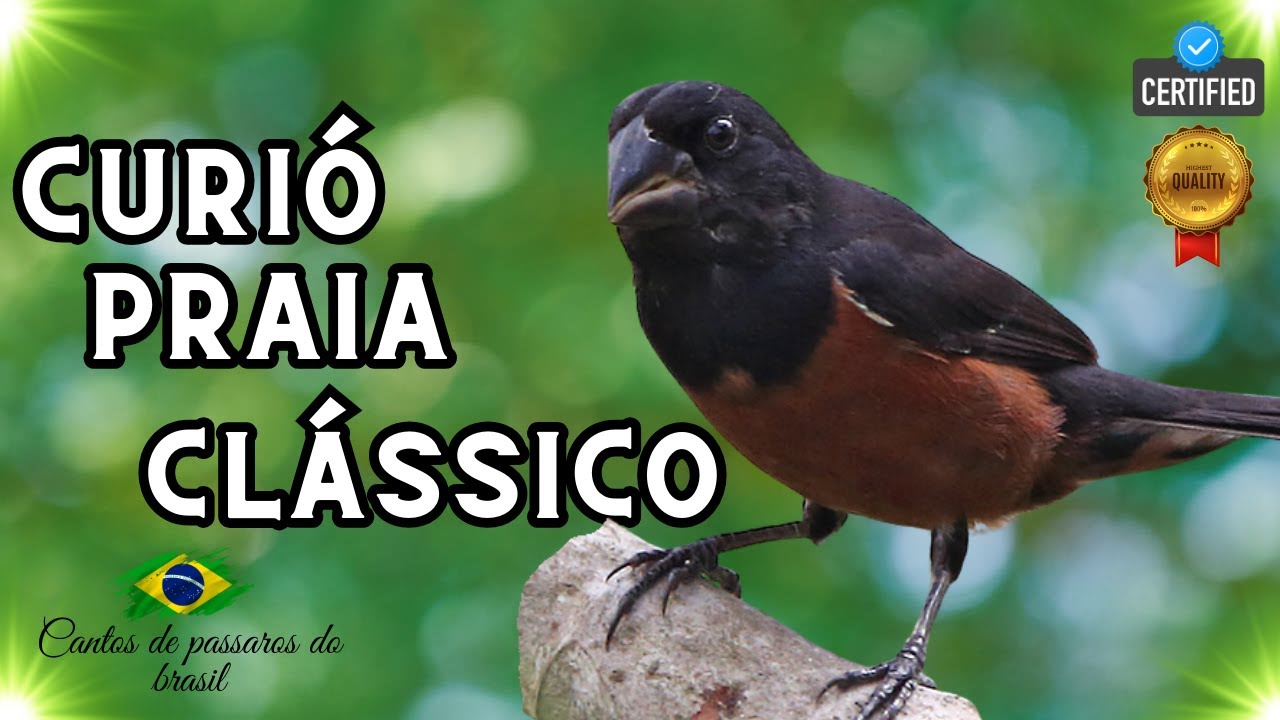 Curi&oacute; cantando solto na natureza!