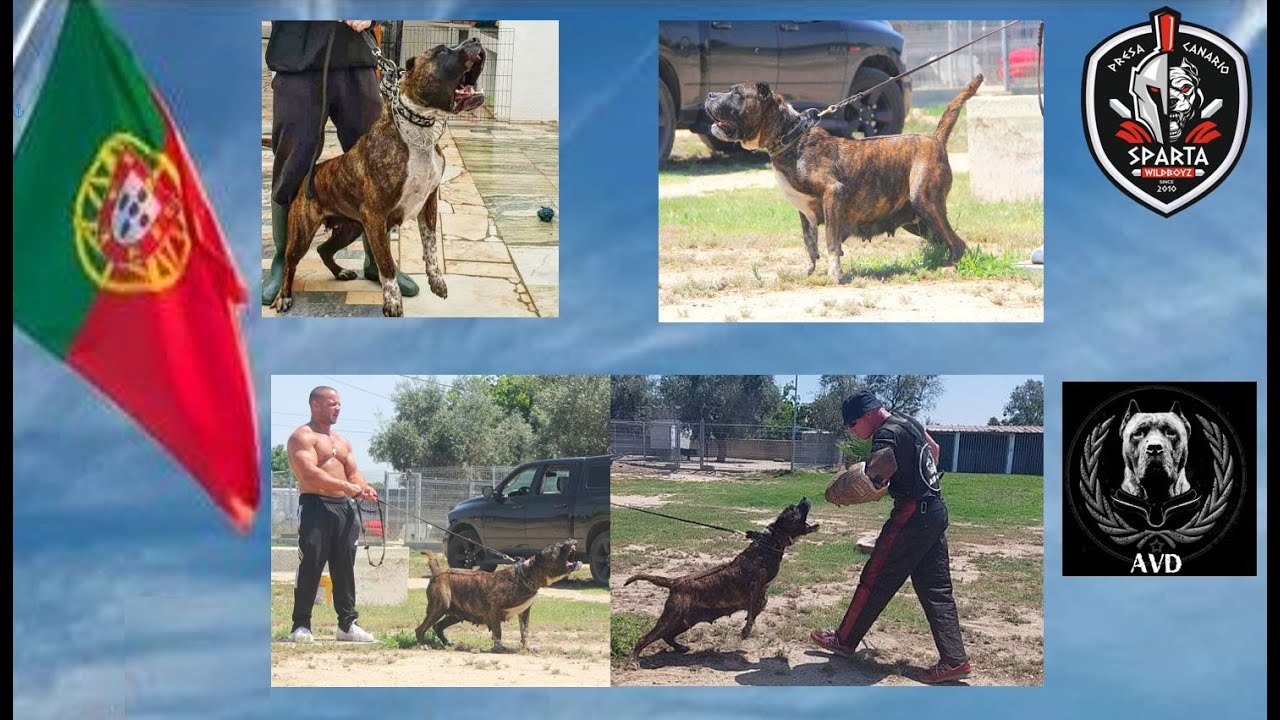 Macarena de Kankas @ Sparta Wildboyz visited by AVD e.V.  Working Presa Canario Portugal PART 3