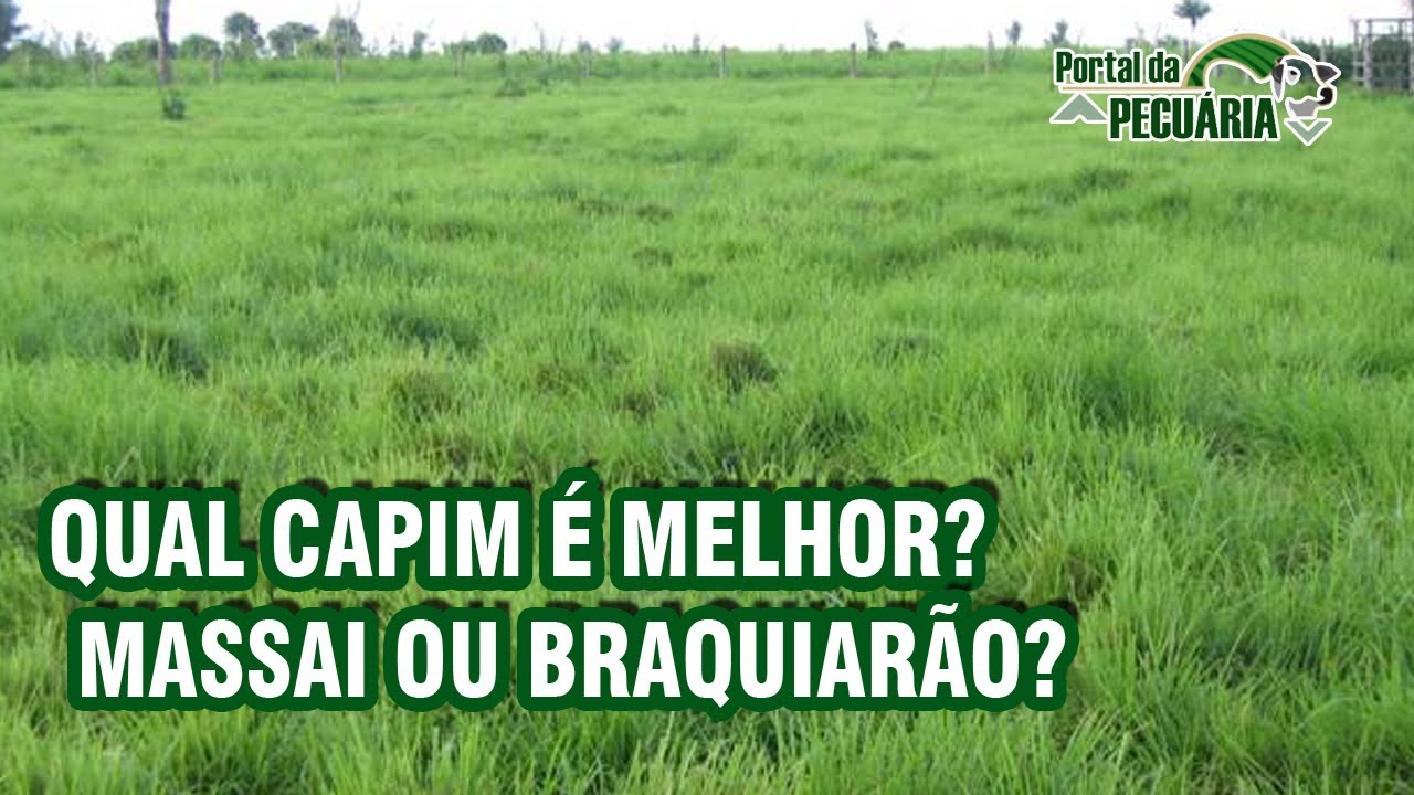 Qual capim é melhor ? Massai ou Braquiarão?