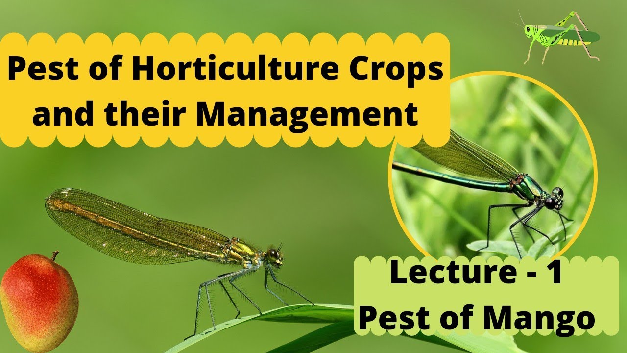 PEST OF HORTICULTURE CROPS | Lec - 1 Pest of Mango -Leaf Hopper, Mealy  Bug| Go Agro