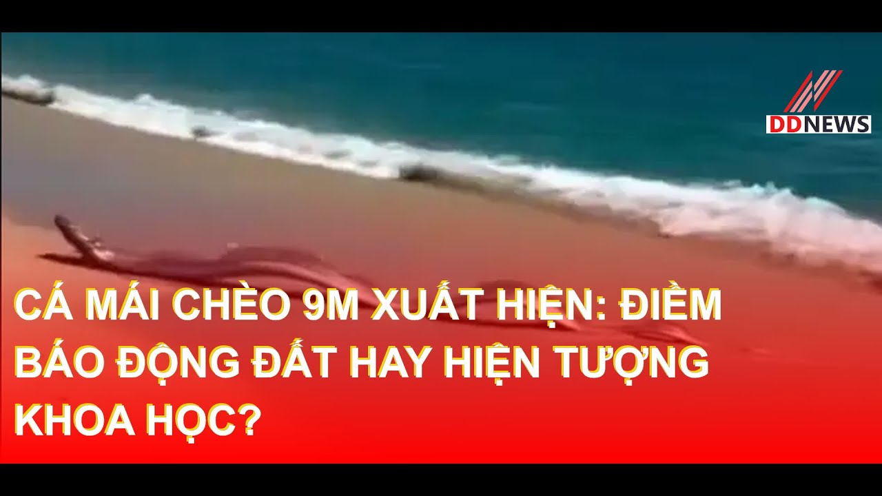 Cá Mái Chèo 9m Xuất Hiện: Điềm Báo Động Đất Hay Hiện Tượng Khoa Học? | DDN tổng hợp