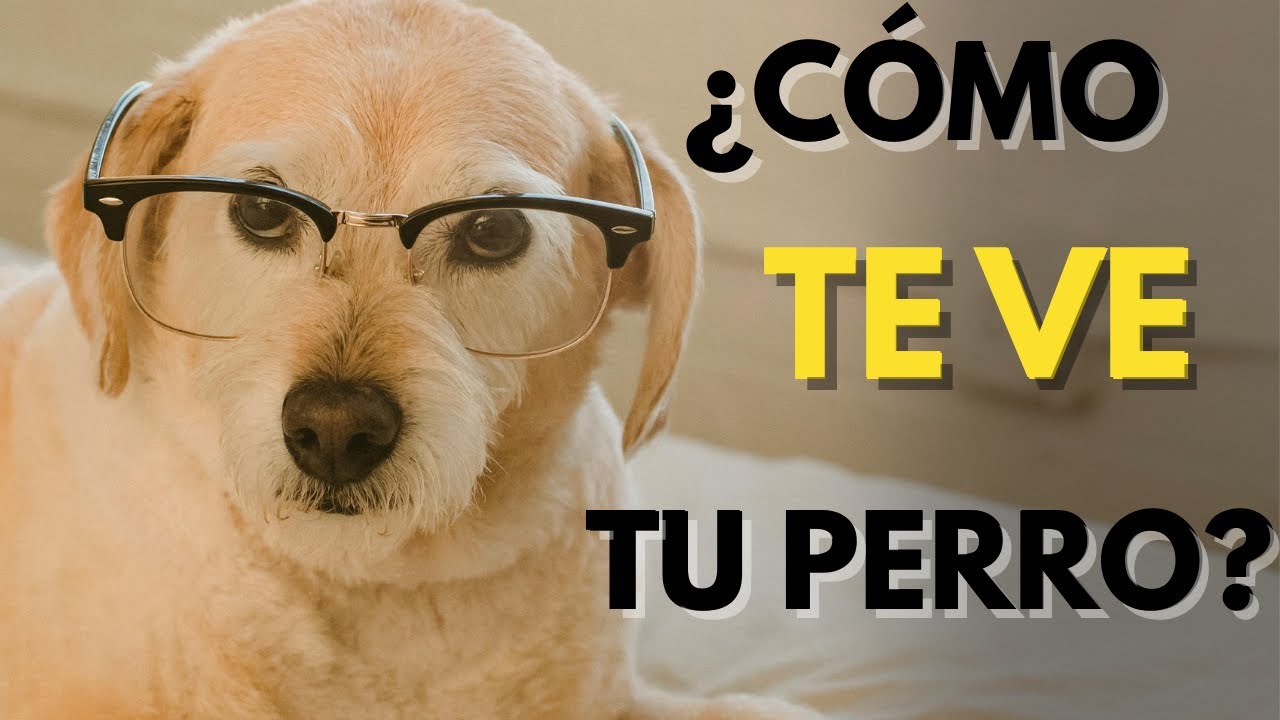 ¿Cómo te ve tu perro? Descubre lo que realmente siente por ti 🐶💛