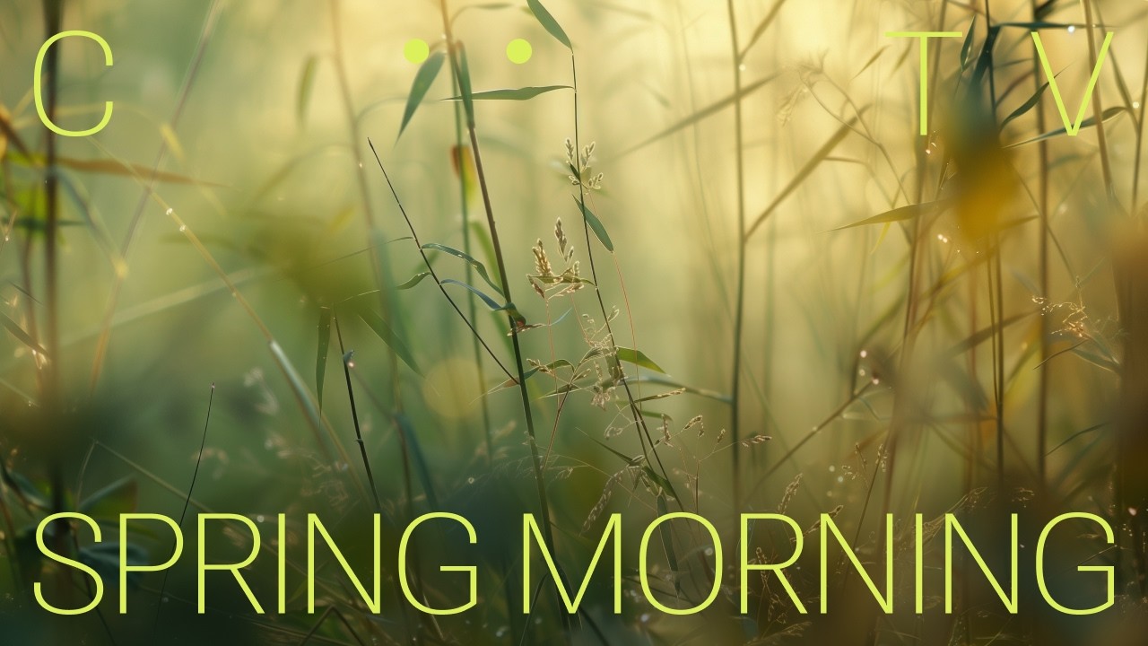 Spring Morning Birds | 1 Hour of Calm Nature Sounds and Soft Sunlight