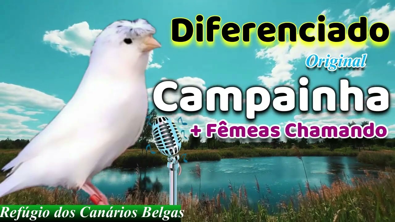 [EXCELENTE] Can&aacute;rio Belga CANTO CAMPAINHA PURO + F&Ecirc;MEAS CHAMANDO para ESQUENTAR seu CANARY