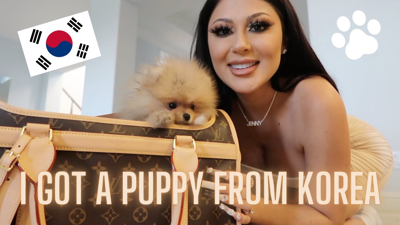 Я получил померанского шпица из Кореи.