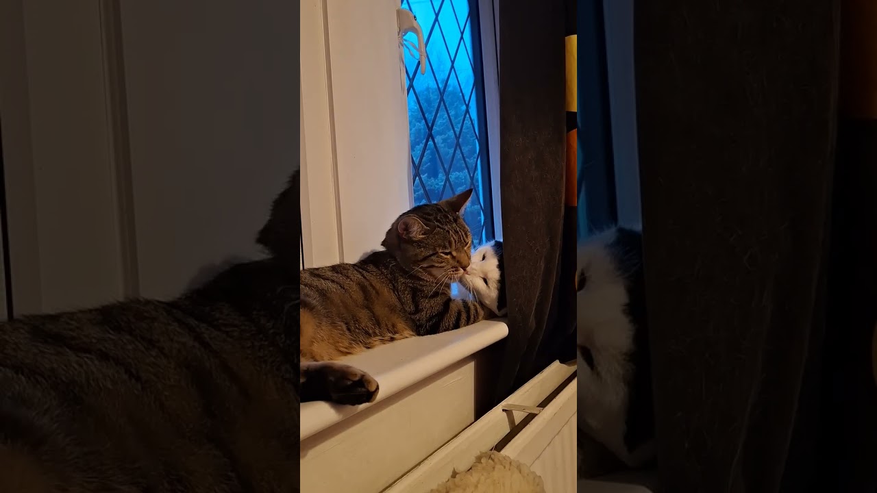 Cute boys #Cutecats