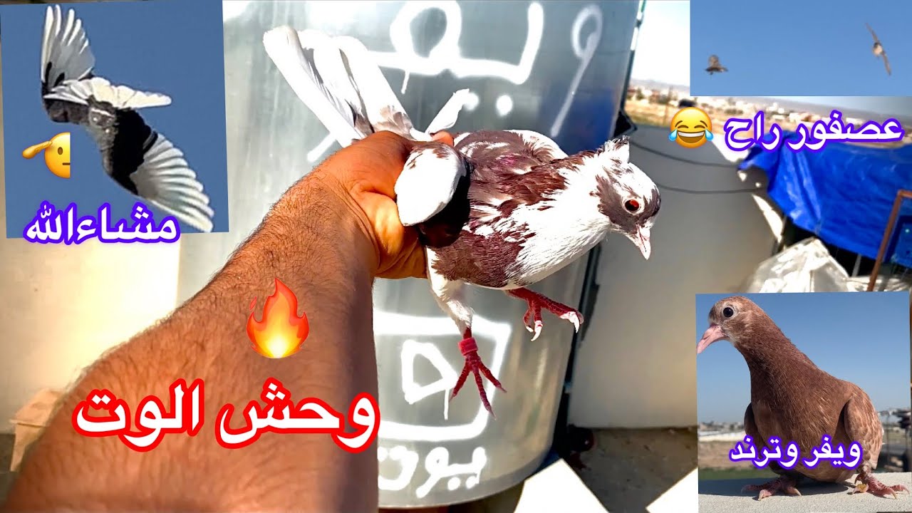 مطيار لوت 🤨؟