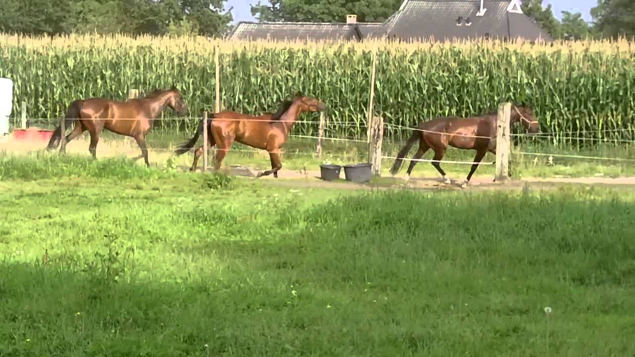 dravers trainen 100815