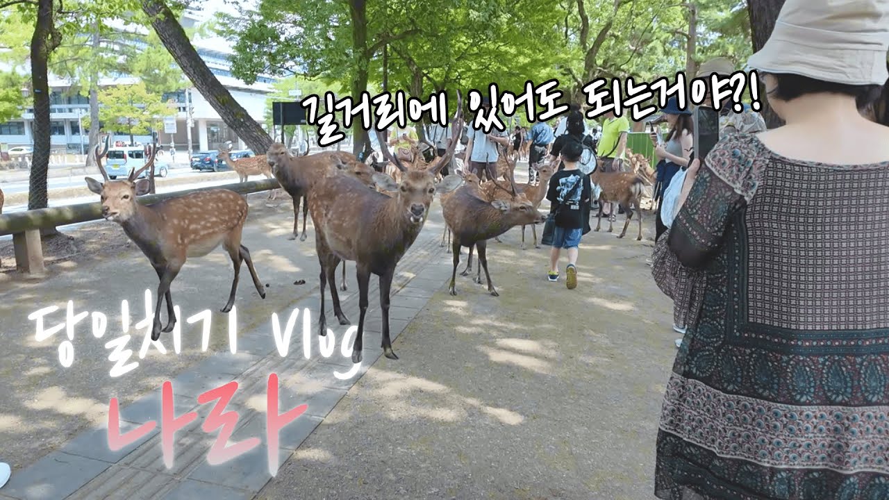 길 한복판에 사슴이?!