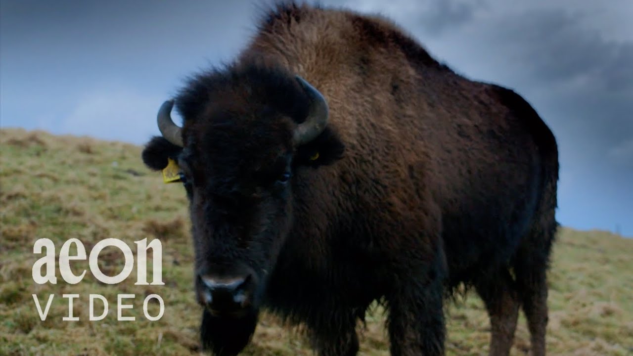 Can American bison thrive in Scotland? | Buffalo Dreams