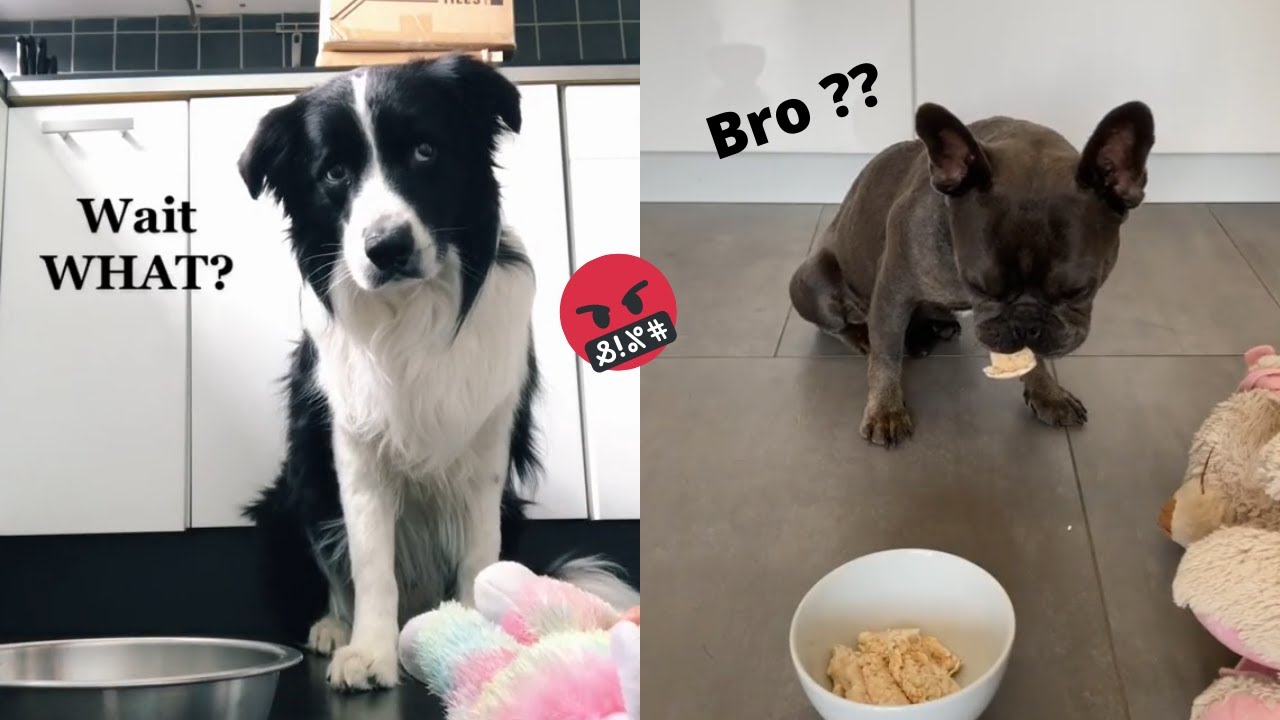 Dogs React to Poison Prank Compilation - Funny Dog Videos