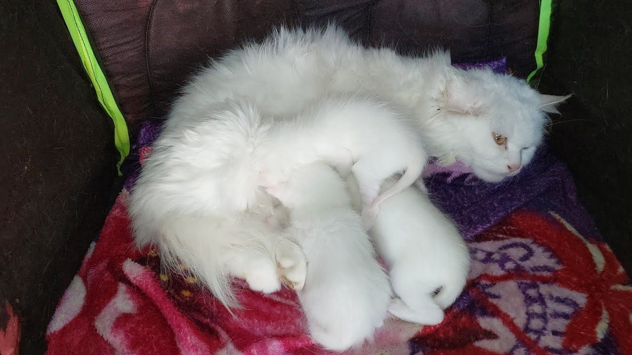 Mother cat is lost in imagination